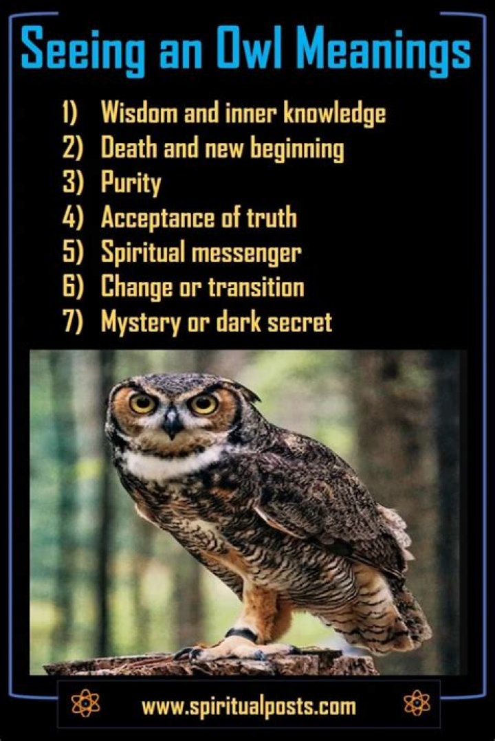 ¿Qué significa cuando ves un búho? – Celebrity.fm