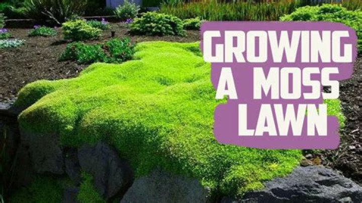 What does moss grows fat on a rolling stone mean?