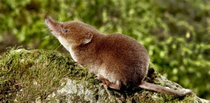 Hvað þýðir Shrew Patronus?