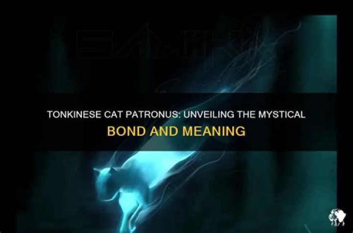 ¿Qué significa el patrón del gato tonquinés? – Celebrity.fm