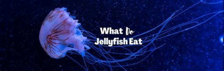 What would jellyfish jelly taste like? – Celebrity.fm – #1 Official Stars, Business & People Network, Wiki, Success story, Biography & Quotes