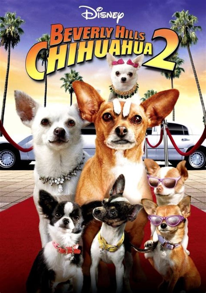 Di mana saya bisa menonton Beverly Chihuahua 4?