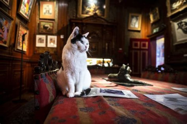 Where is the Fluffy museum? – Celebrity.fm – #1 Official Stars, Business & People Network, Wiki, Success story, Biography & Quotes