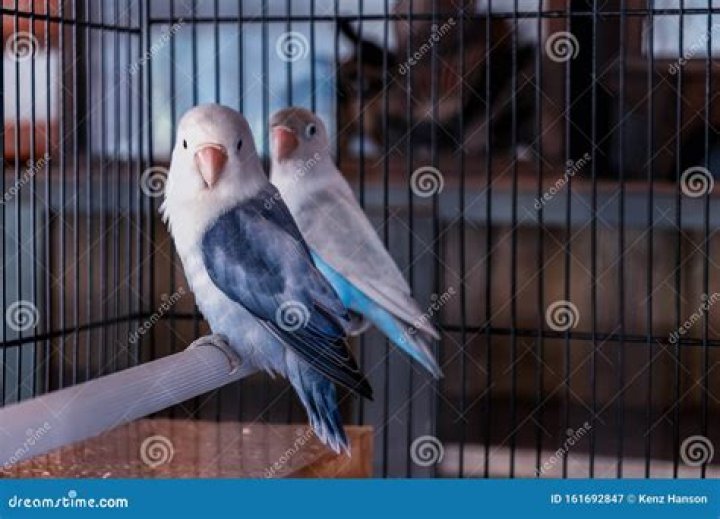 Which bird dies when its partner dies? – Celebrity.fm – #1 Official Stars, Business & People Network, Wiki, Success story, Biography & Quotes