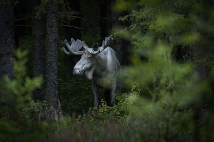 Canada's First Nations Mourn White 'Spirit Moose' Killed By Hunters