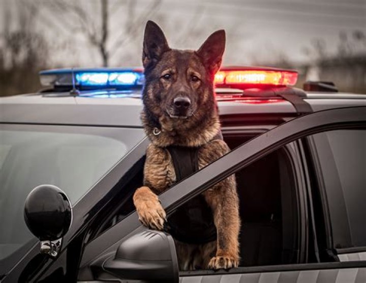 
Who Is Matthew Boulter? Matthew Boulter Bit A Police Dog On Head 