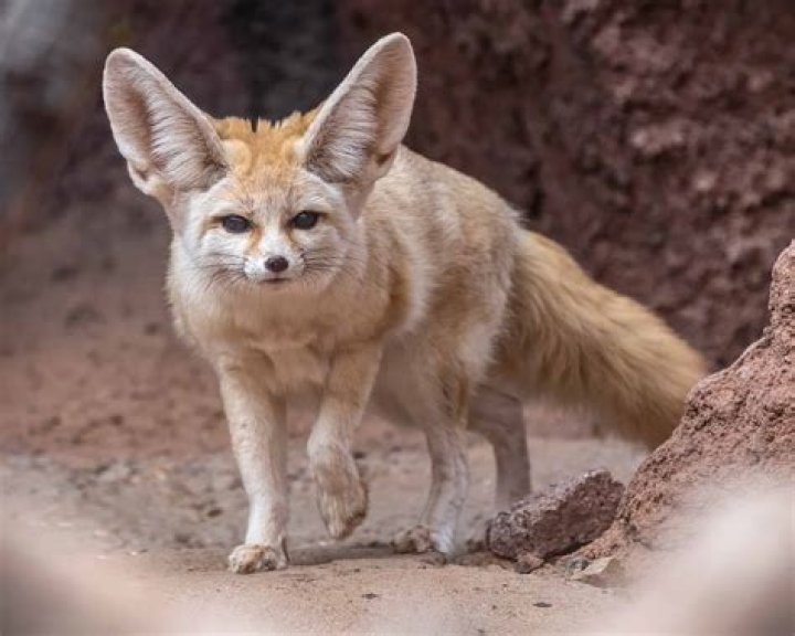 
Who is Sonia Sae? Fennec Fox is dead? Is it animal abuse? 