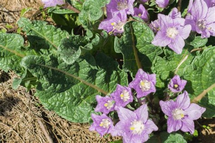 Why did Rachel want mandrakes?